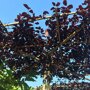 Prunus cerasifera 'Nigra' Vierkantdak